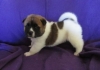home raised akita pupy for homes
